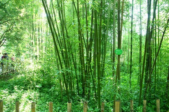 竹林