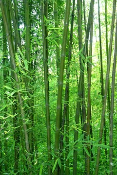 竹林