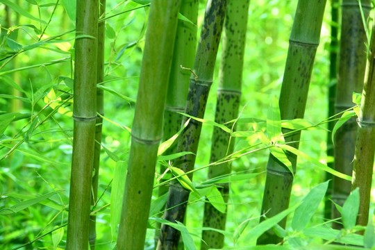 竹林