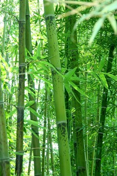 竹子