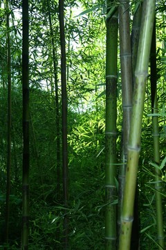 竹子