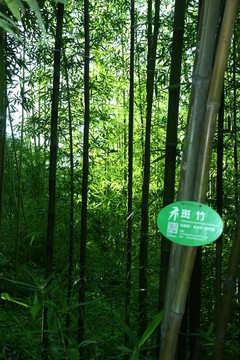 竹子