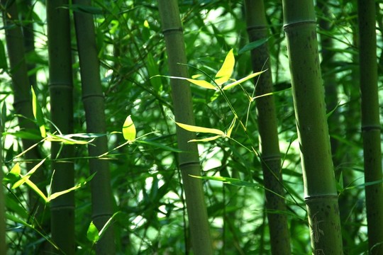 竹子