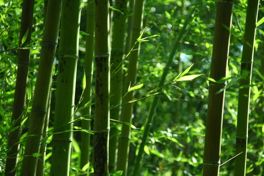 竹林