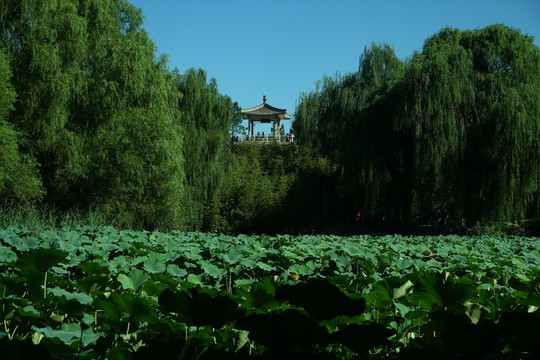 荷花池