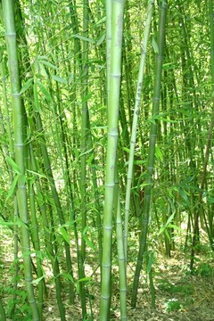 竹林