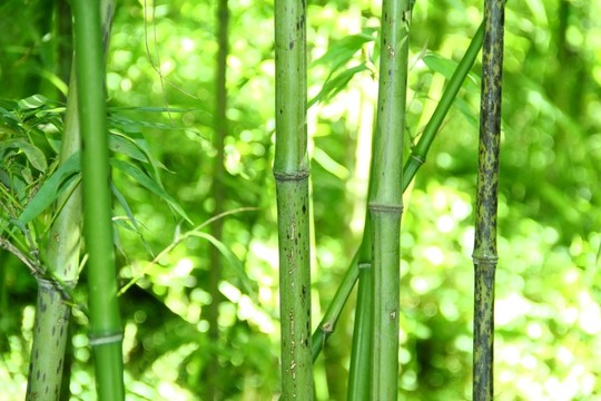 竹林