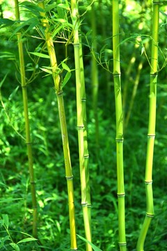 竹子