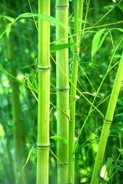 竹子