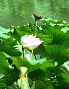 殘荷