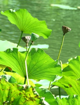 殘荷