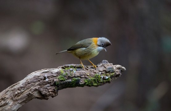 黃頸鳳鹛 林鳥