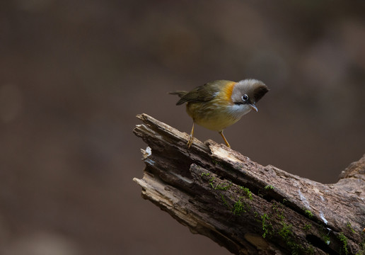 黃頸鳳鹛 林鳥