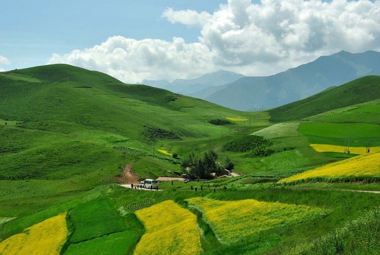 青海門(mén)源油菜花