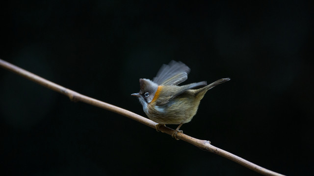 黃頸鳳鹛  小鳥