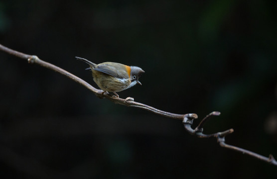 黃頸鳳鹛  小鳥