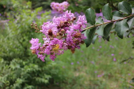 紫荊花