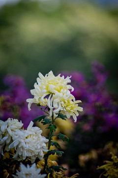 菊花