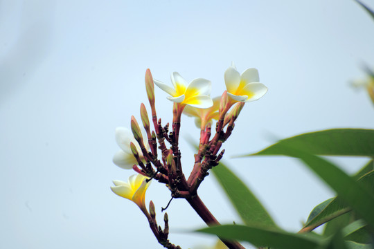 雞蛋花