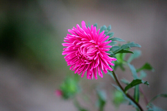 菊花 鮮花 花 花卉 秋菊 菊