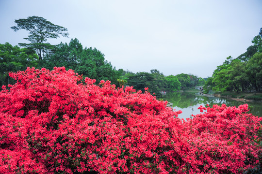 杜鵑花