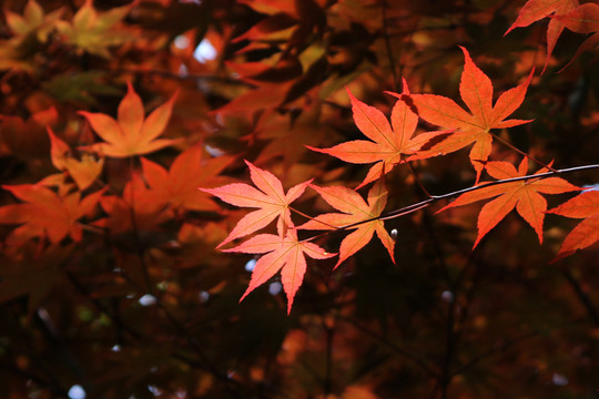 光影下的紅葉
