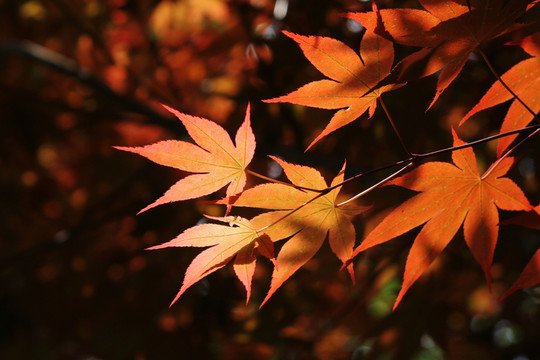 光影下的紅葉