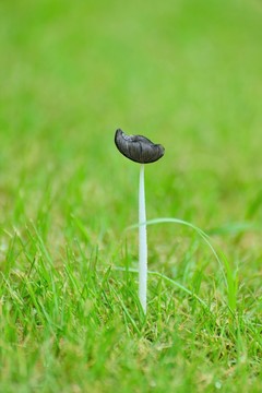 野生菌