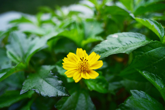 黃花