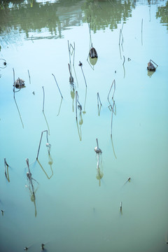 殘荷