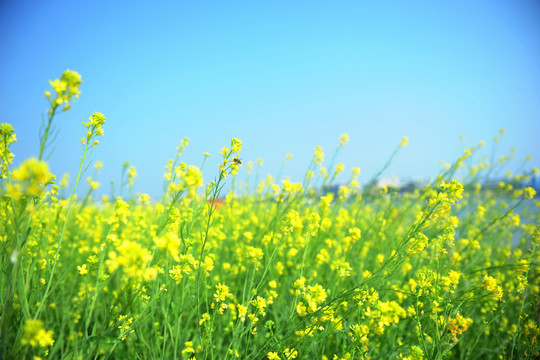 油菜花