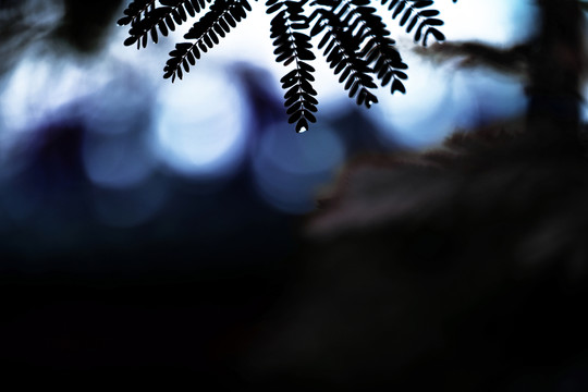樹葉雨滴