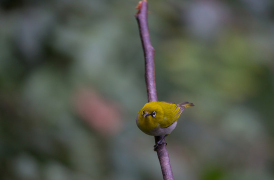 繡眼鳥
