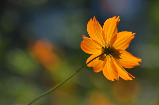 波斯菊
