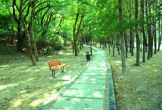 樹林小路