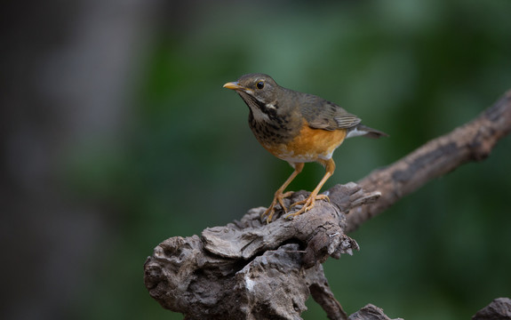 灰背鶇 林鳥