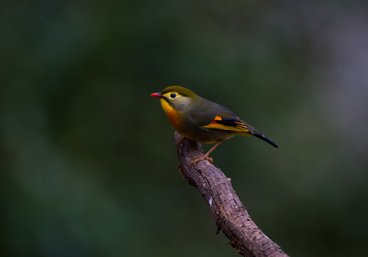 銀耳相思鳥