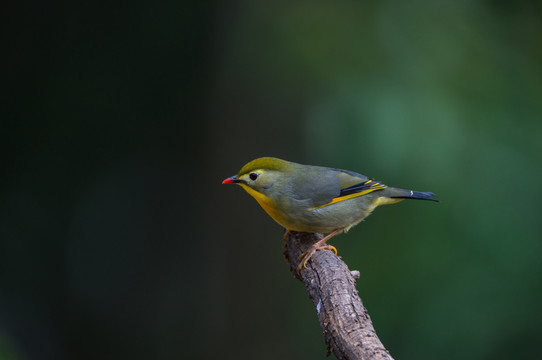 銀耳相思鳥(niǎo) 小鳥(niǎo)