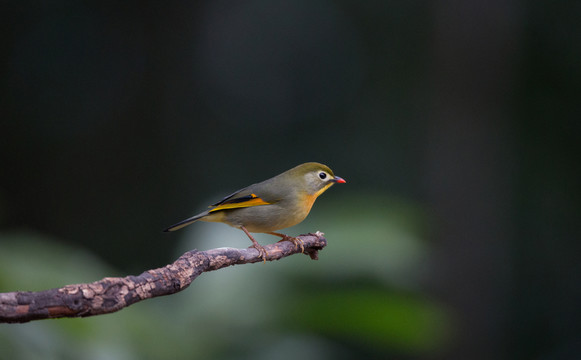 銀耳相思鳥 小鳥