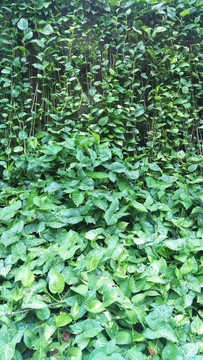 綠色爬藤植物