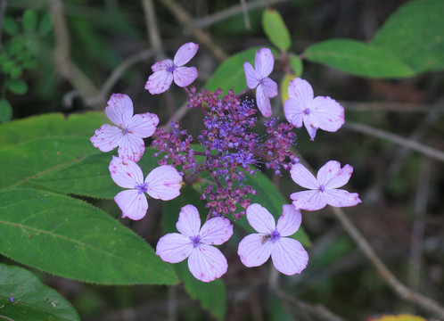 臘蓮繡球花