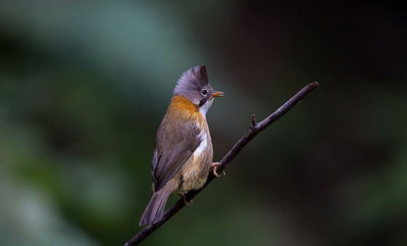 黃頸鳳鹛 小鳥