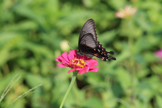 蝴蝶與花