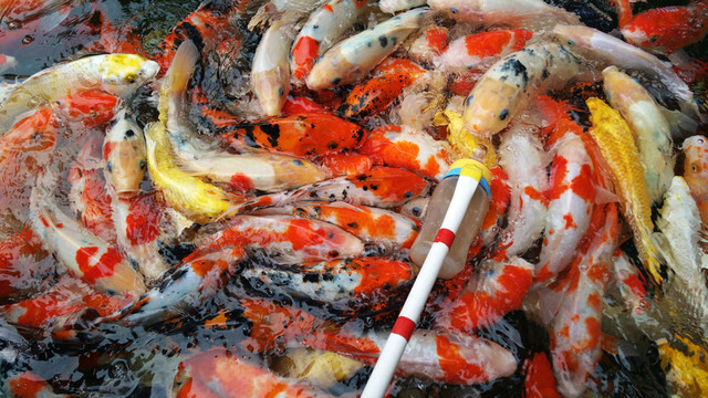吃奶的觀賞魚