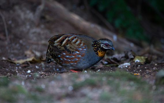 紅胸山鷓鴣 林鳥