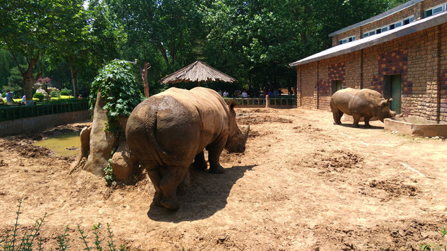 動(dòng)物園里的犀牛