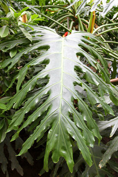 熱帶植物 葉子 樹葉 園藝