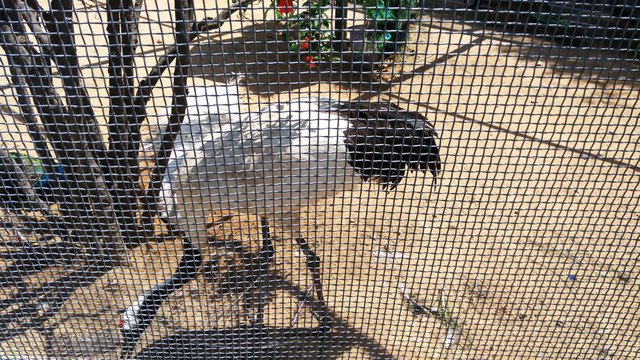 鳥園