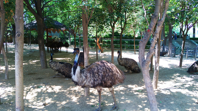 鴕鳥園