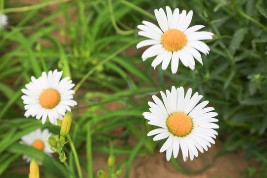 雛菊